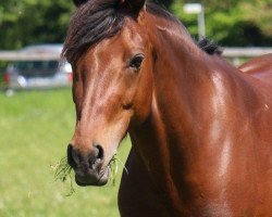 broodmare Cassiopeia (Rhinelander, 2011, from Cassini)