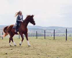 broodmare Abigail (Bavarian, 1997, from Alexis Z)