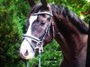 dressage horse Ambassador 73 (Hanoverian, 2013, from Ampère)