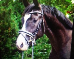 dressage horse Ambassador 73 (Hanoverian, 2013, from Ampère)