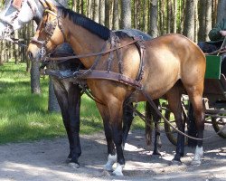 horse Wahre Liebe (Hanoverian, 2004, from Watermill Bridge xx)