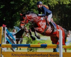 Springpferd Doringo 7 (Deutsches Reitpony, 1999, von Davignon)