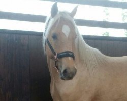 dressage horse Golden King of the North (German Riding Pony, 2016, from Golden West NRW)