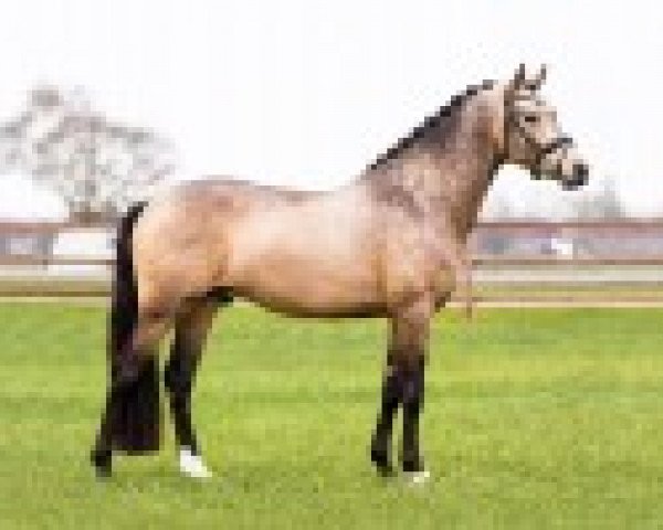 stallion Cayuga San WE (German Riding Pony, 2015, from Cocktailzauber)