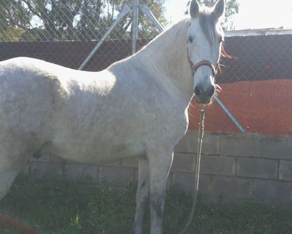 Pferd ESPIRI (Andalusier, 2007)
