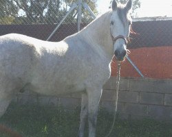 horse Espiri (Andalusier, 2007)