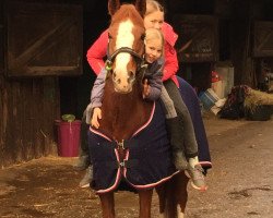 dressage horse Navajo 267 (German Riding Pony, 2011, from Nadir vom Splitting WE)