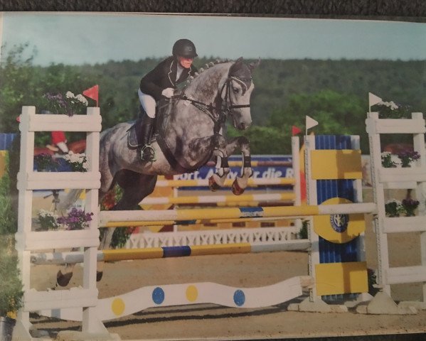 jumper Chapoclack (Hanoverian, 2011, from Chalet)