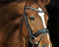 dressage horse Floresco 14 (Hanoverian, 2010, from Florimon 157 FIN (ex. Firebird))