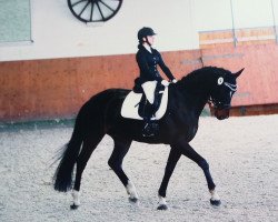 dressage horse Camilla 146 (Oldenburg, 2011, from Schumacher)