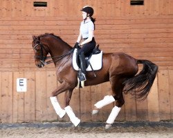 dressage horse Don Maddox (Westphalian, 2006, from Don Bedo I)