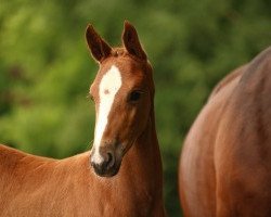 dressage horse Panna Cotta (unknown, 2015, from De Niro)