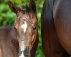 dressage horse Passion 31 (Oldenburg, 2015, from Grey Flanell)