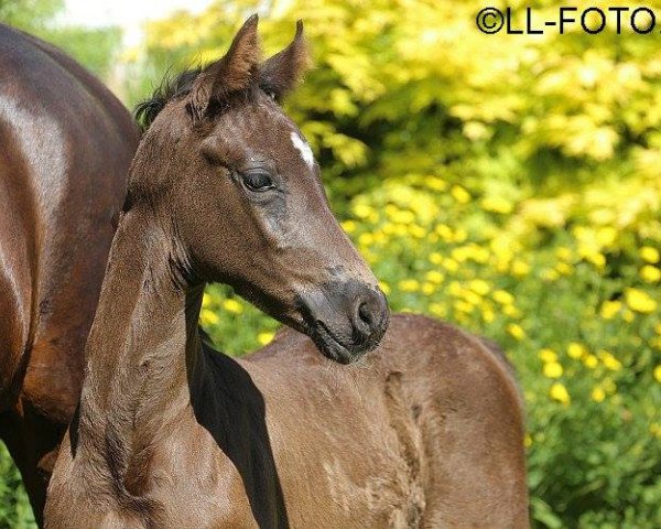 broodmare Loreley (Oldenburg, 2014, from Sezuan)