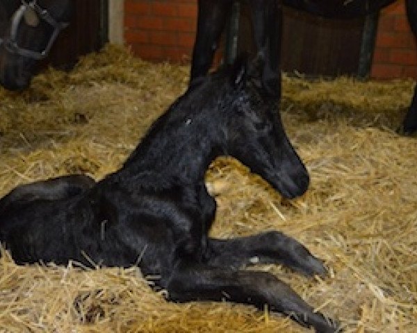 broodmare Lorance (Oldenburg, 2013, from For Romance I)