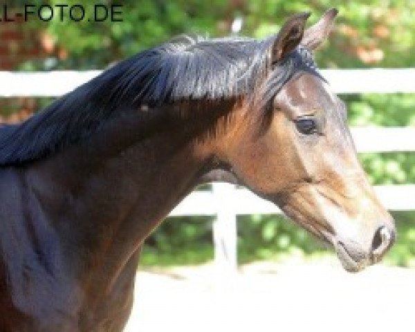 dressage horse Weihronce (Oldenburg, 2013, from For Romance OLD)