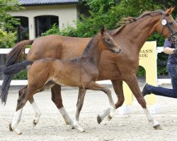 broodmare El.St. Donna (Hanoverian, 2004, from Don Schufro)