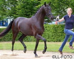 broodmare Grosse Diva (Oldenburg, 2012, from De Niro)