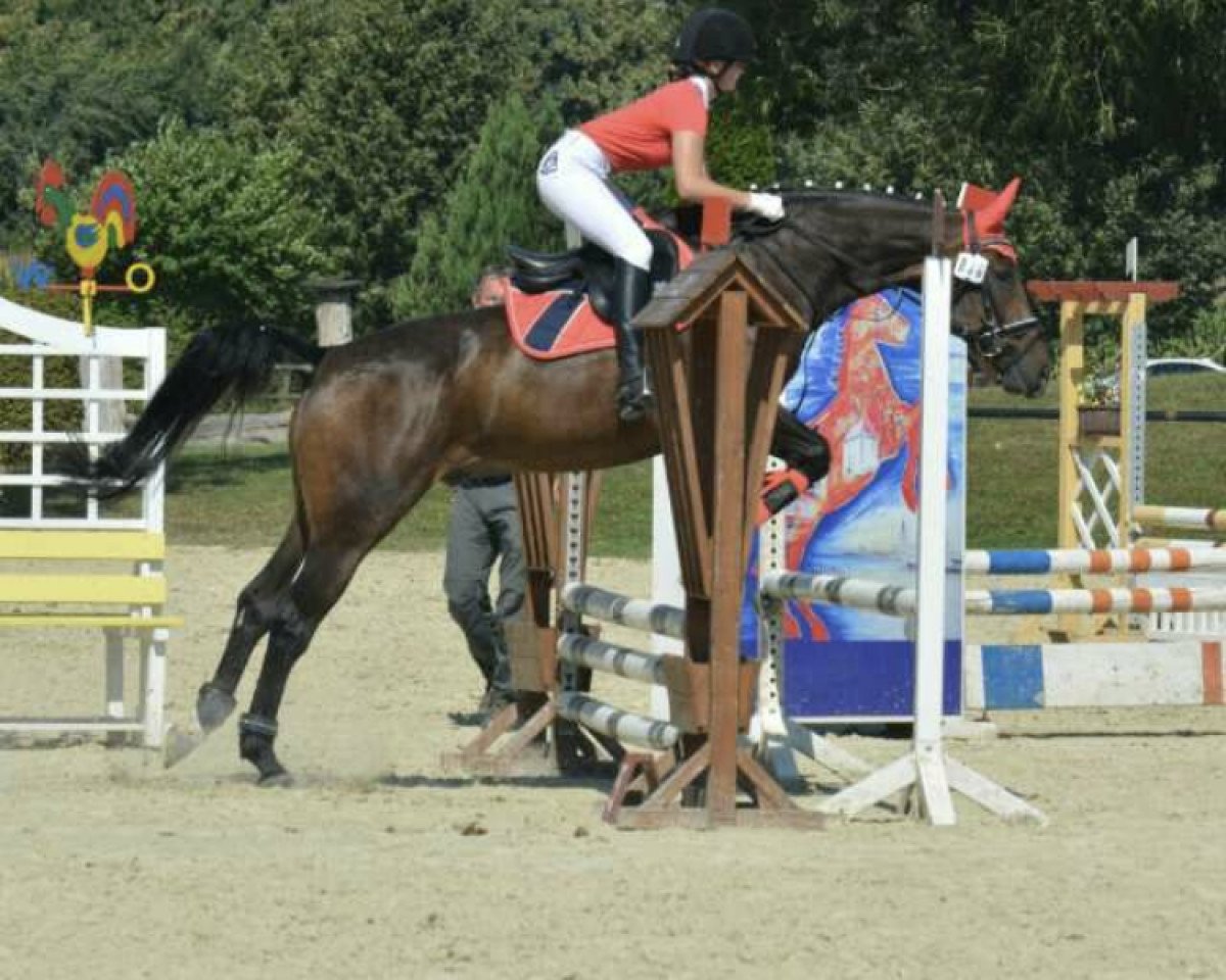 Dressurpferd Picasso 828 (Westfale, 2003, von Polygraf)
