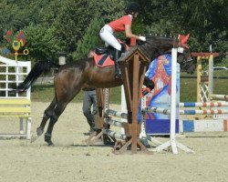 dressage horse Picasso 828 (Westphalian, 2003, from Polygraf)