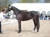 broodmare Rock my Day (Trakehner, 2014, from E.H. Millennium)