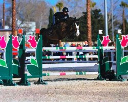 jumper Grandonellie (KWPN (Royal Dutch Sporthorse), 2011, from Londontimes)