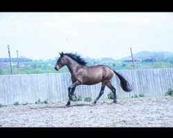 Pferd Spanische Zucht Auflösung - Top Pferde zu Sonderpreisen (Andalusier bzw/Pferde reiner spanischer Rasse,  )