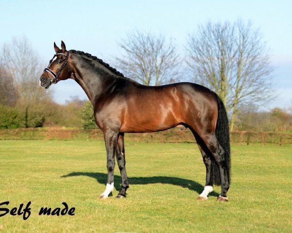 stallion Self made (Hanoverian, 2005, from Sandro Hit)
