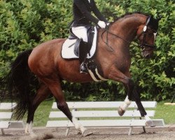 dressage horse Deveraux' da Niilo (Hanoverian, 2013, from Deveraux 3)