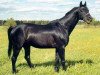 stallion Zevs (Russian Trakehner, 1987, from Ech-Ma)