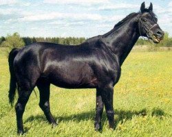 Deckhengst Zevs (Russisch Trakehner, 1987, von Ech-Ma)