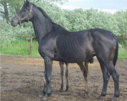 broodmare Vanessa (Russian Trakehner, 1995, from Herson)