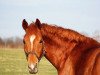 dressage horse Thiara 2 (German Sport Horse, 2008, from Lehmann)