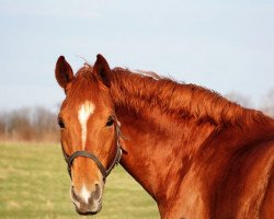 dressage horse Thiara 2 (German Sport Horse, 2008, from Lehmann)