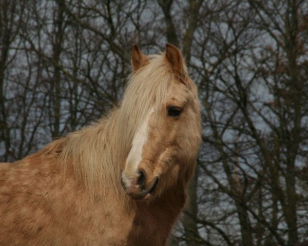 Pferd hailey (Welsh-Mix, 2010)