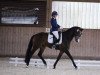 dressage horse Quarters Legendary (Hanoverian, 2013, from Quaterhall)