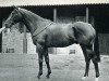 stallion Le Sage xx (Thoroughbred, 1948, from Chamossaire xx)