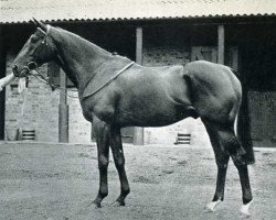 stallion Le Sage xx (Thoroughbred, 1948, from Chamossaire xx)