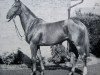 stallion Chilon xx (Thoroughbred, 1954, from Le Sage xx)