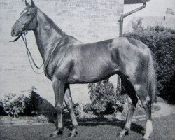 stallion Chilon xx (Thoroughbred, 1954, from Le Sage xx)