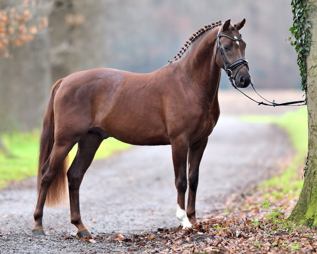 stallion Deep Red M (German Riding Pony, 2014, from Dance Star AT NRW)