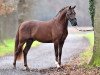 stallion Deep Red M (German Riding Pony, 2014, from Dance Star AT)