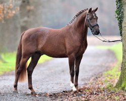 Deckhengst Deep Red M (Deutsches Reitpony, 2014, von Dance Star AT)