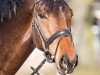 dressage horse Bereniece (Hanoverian, 2010, from Bonifatius)