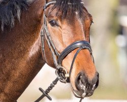 dressage horse Bereniece (Hanoverian, 2010, from Bonifatius)