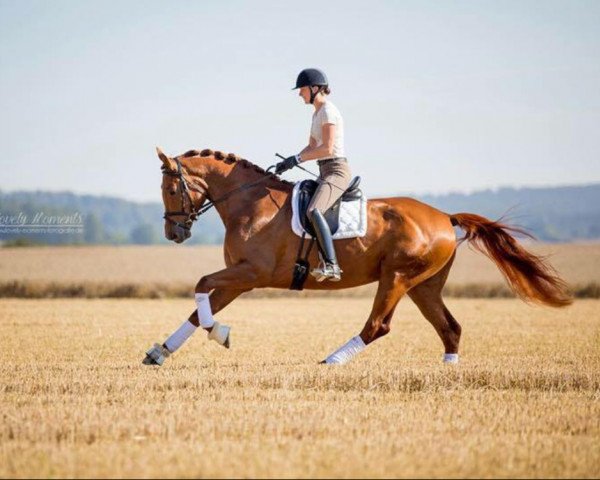 dressage horse Frascati F (Hanoverian, 2013, from Franziskus FRH)