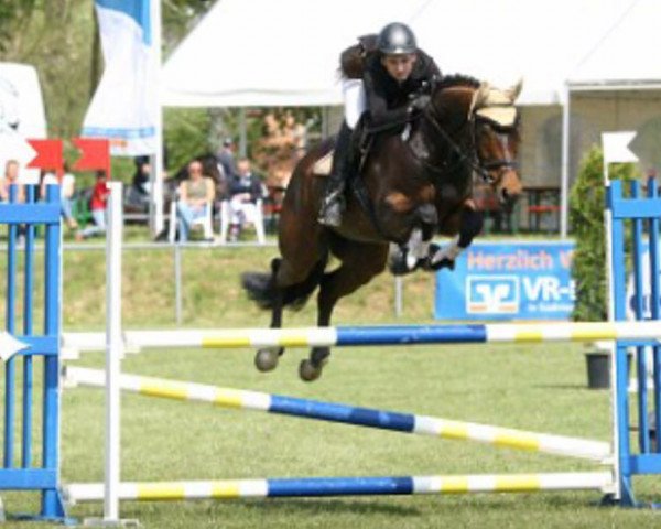 jumper All You Need F (Hanoverian, 2010, from Albatros 86)