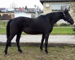 broodmare Weltdonner (Hanoverian, 2000, from Weltmeyer)