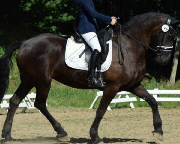 dressage horse Pearl 127 (Friese, 2005)