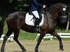 dressage horse Pearl 127 (Friese, 2005)